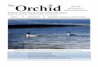 The Volume 66, No. 3 Orchid April 2020 peterboroughnature · Unfortunately no uncommon species like Iceland or Glaucous Gulls were seen, but it was a good start. As we made our way