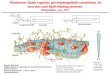 Membrane lipids regulate glycosphingolipid catabolism, its ... · LIMES, Membrane Biology and Lipid Biochemistry Unit Kekulé-Institut Gerhard-Domagk-Str. 1, 53121, Bonn Universität
