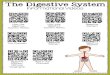 The Digestive System - St. John School Website · System Works Digestive System The Stomach Digestive System Digestive System Digestive System-National Geographic Acid in our Stomach!Jennifer