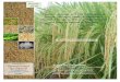 Kharif- 2016 Basmati Acreage & Yield Estimation in Punjab ... · Report Volume-3 (October, 2016) Page 4 of 28 AgriNet Solutions In Himachal Pradesh, A total of 1,02,000 ha rice acreage