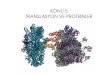 KONU 5 TRANSLASYON VE PROTEİNLERkisi.deu.edu.tr/asli.memisoglu/Moleküler Biyoloji... · 10. tRNA’nın değişmeyen özellikleri 11 BütüntRNA’ların 3’ ucunda transkripsiyon
