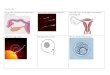mrssmithsbiology.files.wordpress.com€¦  · Web viewThe embryo is now attached to the uterus wall by a placenta. At 6 weeks the embryo is now called foetus. The foetus gets its