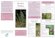 Banks Township, Michigan€¦ · and root fragments. Canada Thistle is a fairly common invader of disturbed areas in WI and Sterns: Grooved, srnooth sterns without spines or prickles
