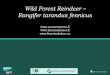 Wild Forest Reindeer Rangifer tarandus fennicus Wild forest reindeer - Speciation ¢â‚¬¢ Wild reindeer