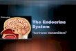 The Endocrine System - Oswalt Hangout...Endocrine System •The endocrine system works with the nervous system to maintain homeostasis. –Instead of neurotransmitters it sends hormones