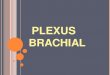 PLEXUS BRACHIAL - الموقع الأول للدراسة ...univ.ency-education.com/.../1/3/...plexus_brachial.pdf · Le plexus sacré, constitué par le tronc lombo-sacré et les