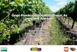 Grape Powdery Mildew Management: An Integrated Approach · 2015 2016 essentialnorthwestwines.com Sensitive 26% Re si tan 60% Mixed 14% Sensitive Resistant Mixed 52% 48% N=21 25% 75%