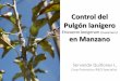 Eriosoma lanigerum en Manzano - unifrut.com.mxD. S. 2012... · evaluada para el control del Pulgón Lanígero en un huerto con “Red Delicius” en Col. A. Obregón, Chih. Los árboles
