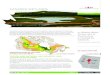 CANADA’S WETLANDS€¦ · Source: Canadian Geographic A CE RIVER AREA SCA AREA OLD LAKE AREA AN Oil Sands Deposits Active Mining Footprint PERCENTAGE COVER OF WETLANDS. ENVIRONMENT