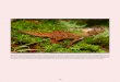 The anoles of the complex are denizens of the cloud forest ...€¦ · 253 The anoles of the Norops pachypus complex are denizens of the cloud forest. At premontane and montane elevations