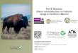 PACE Bisonte. Bison reintroduction to historic range in ... · PACE Bisonte. Bison reintroduction to historic range in Northern Mexico COLLABORATORS & CONTACTS: CONANP: José Bernal
