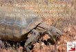 Desert Tortoise Habitat Restoration in Burned Areas · Burned areas reseeded in 2006/2007 Aerial application: (1+ million dollars spent) Minimal to no native seed detected in plots