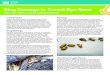 Slug Damage to Cereal Rye Seed of slugs have two sets of tentacles or ¢â‚¬“feelers¢â‚¬â€Œ on their heads