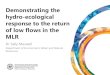 Demonstrating the hydro-ecological response to the return ... · hydro-ecological response to the return of low flows in the MLR ... environmental benefits and social benefits (particularly