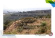 Sustainable Development in Rift Valley Landscape, Ethiopiahoarec.org/docs/hoarem7/day2/Rift Valley Landscape.pdf · F. albida Increasing the number of Faidherbia trees on the farmland