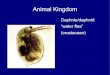 Animal Kingdom - msemilyfox.weebly.com · Animal Kingdom Copepod “cyclops” – Female with egg sacs . Animal Kingdom Oligochaete (worm) Animal Kingdom Ostracod (crustacean)