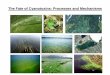 The Fate of Cyanotoxins: Processes and Mechanisms...2) Biological: Native microbes (grazers, bacteria, fungi) in the environment and their use in water treatment processes are important
