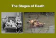 The Stages of Deathmsfieldsscience.weebly.com/uploads/2/2/9/9/22992358/...Livor Mortis Algor Mortis The digestive system and gut contents of a victim can provide important clues to