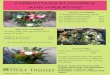 CHRISTMAS FLOWERS AND WREATHSbolton-le-sands.org.uk/wp-content/uploads/2019/11/19-Flower-Order-… · 10" Ribbons and Cones £10 12" Ribbons, Flowers £15 18" Holly Crosses R/F £15