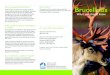 How do people get brucellosis? Brucellosis...Brucellosis can also pass between males and females during the rut. Signs of brucellosis in caribou In caribou infected with brucellosis,