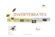 invertebrates · Invertebrates There are animals without either a backbone or an internal skeleton. This group includes the Giant Squid at 18m long and gall mites, which are less