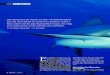 Haie durchziehen die Ozeane seit über 400 Millionen Jahren ... · NATUR Haie – gejagte Jäger Haie durchziehen die Ozeane seit über 400 Millionen Jahren und sind unzweifelhaft