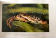 Alisha Postma I Rock crab, Cranberry Cove, Indian Harbour, N.S. … · 2019. 4. 9. · Alisha Postma I Rock crab, Cranberry Cove, Indian Harbour, N.S. @andreaudet André Audet I Red