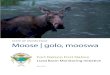 STATE OF KNOWLEDGE Moose | golo, mooswa · decisions for moose. Ground-based moose monitoring did see a relationship between hunting pressure and moose density, with lower moose density