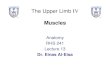 The Upper Limb III The Brachial Plexusfac.ksu.edu.sa/sites/default/files/anatomy_lecture-13-ul.pdf · The Upper Limb IV Muscles Anatomy RHS 241 Lecture 13 Dr. Einas Al-Eisa. Humerus