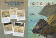 Great Blue Heron Know-Ho · Muir Beach Neighborhood News Issue 248 March 2010 t , e , s y . d d m d d !. t s ? e l y t .. h h . Great Blue Heron Know-How Photographs and Story by