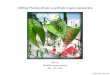 Artiﬁcial Photosynthesis: a synthetic organic perspectivechemlabs.princeton.edu/.../artificial-photosynthesis-pdf.pdf · 2020. 5. 6. · Complex organic molecules Socioeconomic