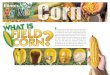 ield corn is not the type of corn you eat on the cob. It …...ield corn is not the type of corn you eat on the cob. It is a special type of corn with a hard outer shell and a lot