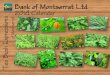 Bank of Montserrat Ltd. 2014 Calendar “Tea Bush Expressions · PDF file 2014. 2. 1. · Soursop “Annona Muricata” Soursop is the fruit of a broadleaf, flowering, evergreen tree