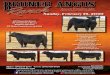 Bruner Angus Ranch · ing: 60 yearling bulls 30 2-year-old bulls 40 bred heifers 25 open commercial heifers bar supercharger bar success 9054 aaa* 19529379 prodvcctíon sale