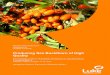 Producing Sea Buckthorn of High Quality · 2017. 11. 13. · Natural resources and bioeconomy studies 31/2015 3 Preface Producing sea buckthorn of high quality asks skills and knowledge