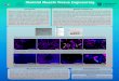 Skeletal Muscle Tissue Engineering - Technion · 2017. 11. 20. · Skeletal Muscle Tissue Engineering Pamela Schimmer Luba Perry, PhD Candidate Professor Shulamit Levenberg Department