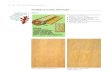 Murphy Plywood: Hardwood, Softwood & …...white oak Produces narrower components than plain slicing Because quarter slicing yields less veneer per log than plain slicing, it is generally