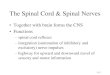 Protection Of The Spinal Cord 12 CNS.pdf · •Integration center for spinal reflexes is gray matter of spinal cord •Examples –somatic reflexes result in skeletal muscle contraction