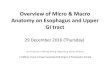 Overview of Micro & Macro anatomy on oesophagus and upper GI …hkorn.org.hk/GI_course/anatomy.pdf · 2017. 1. 1. · Anatomy on Esophagus and Upper GI tract 29 December 2016 