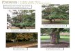 Photos we need to assist with tree diagnosis p. 1 · Photos we need to assist with tree diagnosis p. 1. Whole tree and site. Crown of tree. Leaf drop. Whole trunk. Photos we need