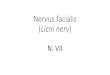 Nervus facialis L£­cn£­ nerv - £‘stav anatomie Nervus facialis (L£­cn£­ nerv) ... ¢â‚¬¢Ncl. nervi facialis