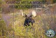 Grand Mesa Moose Presentation · • If moose changes its behavior, you’re too close • Leave your dog at home • Leave an escape route for the moose • Bulls during the rut
