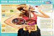 Digestive Process Infographic for Kids€¦ · healthy digestive system Proteins Produce energy and provide stamina, build and repair body tissues, produce enzymes, hormones, and
