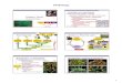 Plant Classification Notes · 2/10/2014  · water & nutrient conducting systems ... AP Biology Animal vs. Plant life cycle diploid multicellular individual 2n diploid multicellular