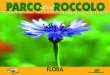 FLORA - PARCO del ROCCOLO · LA FLORA IERI Storia della flora e del paesaggio del Parco del Roccolo. Cercheremo di ricostruire, per quanto possibile, l’evoluzione della vegetazione