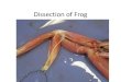 Dissection of Frog - Doctor 2018 - JU Medicine · Dissection of Frog Author: mohammad Khatatbeh Created Date: 1/20/2019 11:28:51 AM 