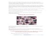 Chlamydia pneumoniae. - Altered States Instructions · To cure the infection, the body uses immune cells in the lungs, which surround the germs, ... enterovirus, herpes simplex and