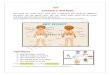 EVS CHAPTER 1: OUR BODY - St. Francis AcademyEVS CHAPTER 1: OUR BODY Our body has many parts. Each part is different and performs different functions. We can speak, hear, eat, run,
