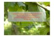 CARATTERISTICHE CARATTERISTICHE E PROBLEMATICHE E ...noccioloservice.com/wp-content/uploads/2017/06/04-Nadia-VALENTINIBassa.pdfconfronto tra le caratteristiche vegetative delle cv