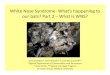 White Nose Syndrome- What’s happening to our bats? Part 2 ...€¦ · Scientists describe WNS as the most serious known decline in North American wildlife. Wildlife Health Crisis